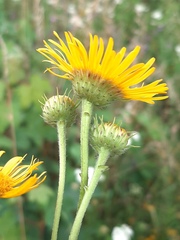 Pentanema salicinum