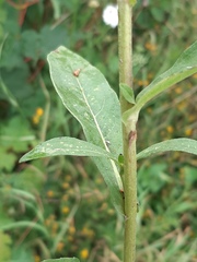 Pentanema salicinum