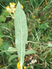 Pentanema salicinum
