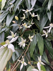 Clematis armandii