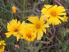 Madia elegans elegans