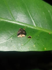 Arkys speechleyi