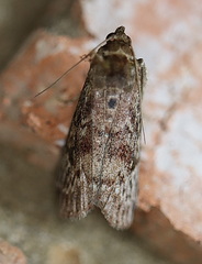 Hypsipyla robusta