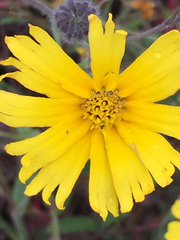 Madia elegans elegans