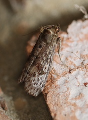 Hypsipyla robusta