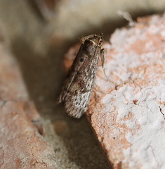 Hypsipyla robusta