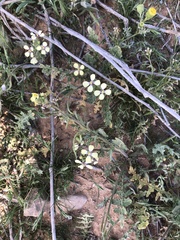 Enarthrocarpus strangulatus