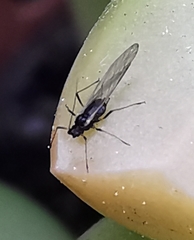 Macrosiphum rosae
