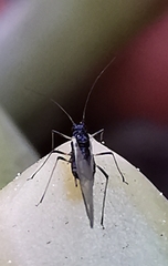 Macrosiphum rosae