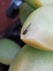 Macrosiphum rosae