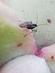 Macrosiphum rosae