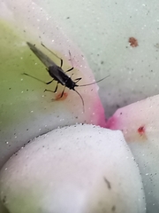 Macrosiphum rosae