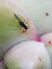 Macrosiphum rosae