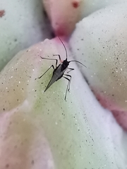 Macrosiphum rosae