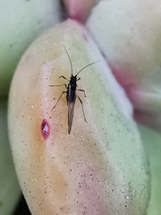 Macrosiphum rosae