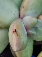 Macrosiphum rosae
