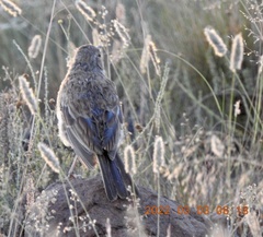 Certhilauda semitorquata