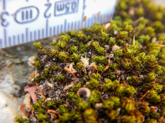 Ptychomitrium crispatum