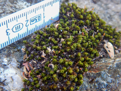 Ptychomitrium crispatum
