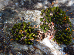 Ptychomitrium crispatum