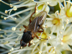 Coelopa