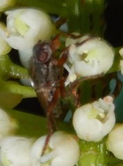 Coelopa