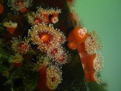 Corynactis californica