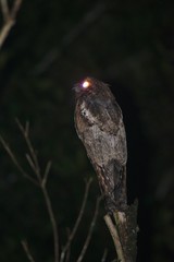 Nyctibius griseus
