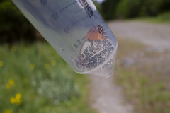 Anthocharis julia flora