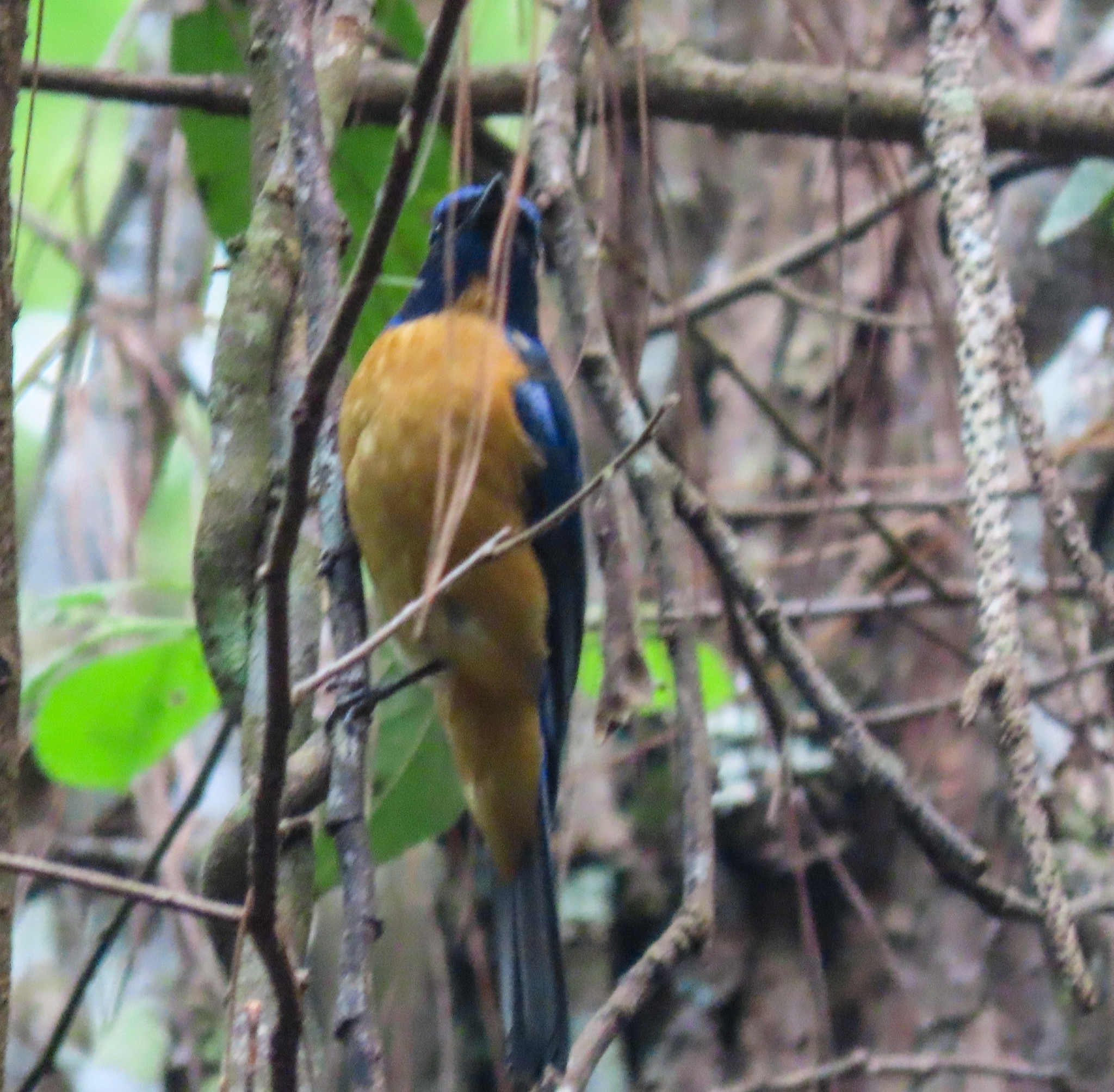 Chinese Vivid Niltava