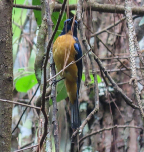 Chinese Vivid Niltava (Niltava oatesi), photo 5