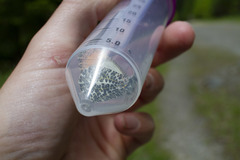 Anthocharis julia flora