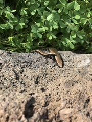 Chalcides viridanus