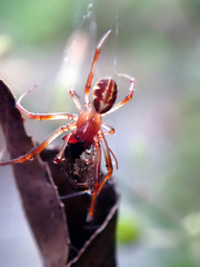 Phonognatha graeffei