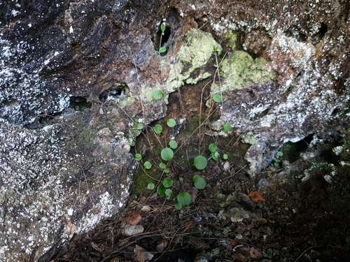 Chaffey's forget-me-not (Myosotis chaffeyorum)