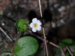 Myosotis chaffeyorum