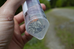 Anthocharis julia flora