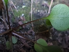Myosotis chaffeyorum