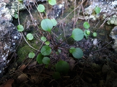 Myosotis chaffeyorum