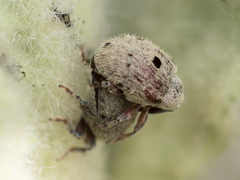 Cionus olens