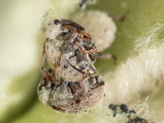 Cionus olens
