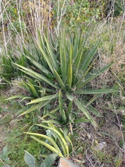 Agave difformis