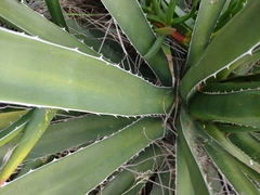 Agave difformis