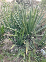 Agave difformis