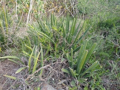 Agave difformis