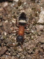Krombeinella