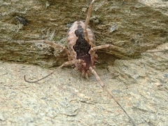 Dasylobus