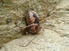 Dasylobus