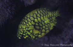 Cleidopus gloriamaris