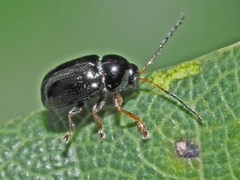 Cryptocephalus labiatus